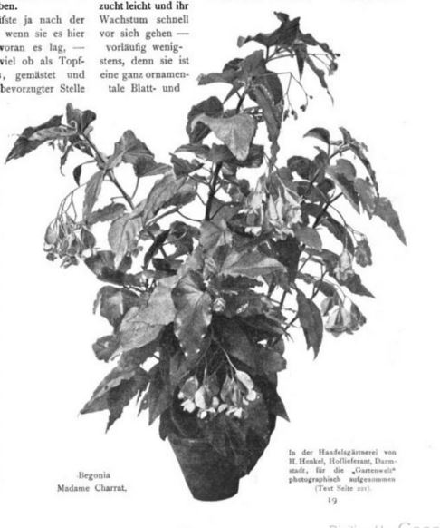 B. ‘Corallina Mme. de Charrat’